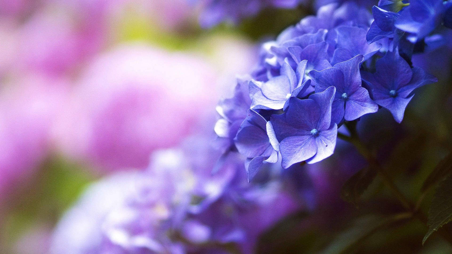 Purple Flower Branch Background