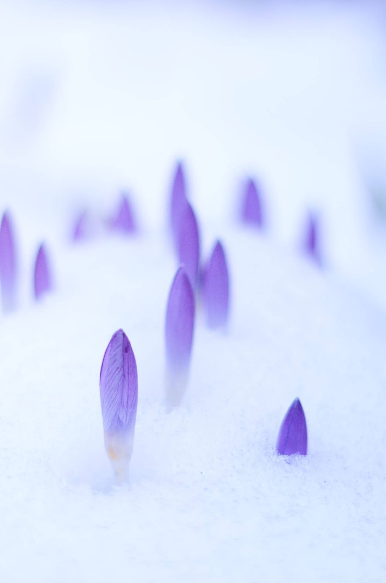 Purple Flower Buds In Winter Season Iphone Background