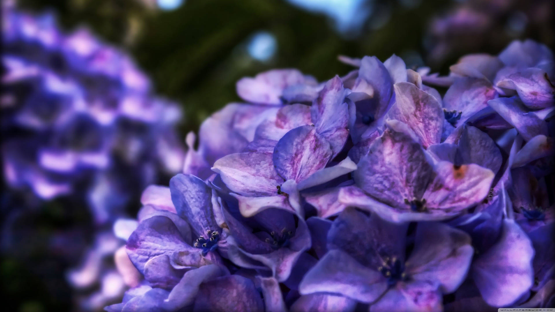 Purple Flower Bush Bunches