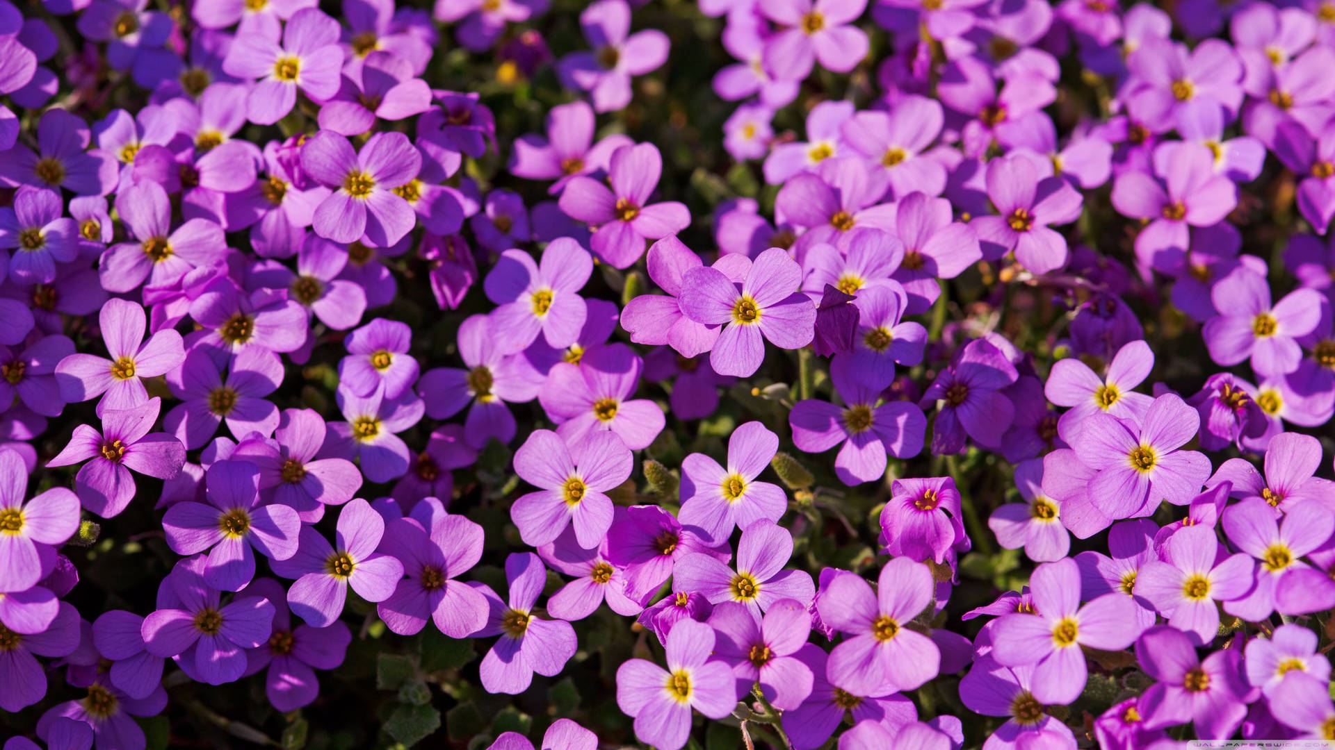 Purple Flower Bush Close-up Background