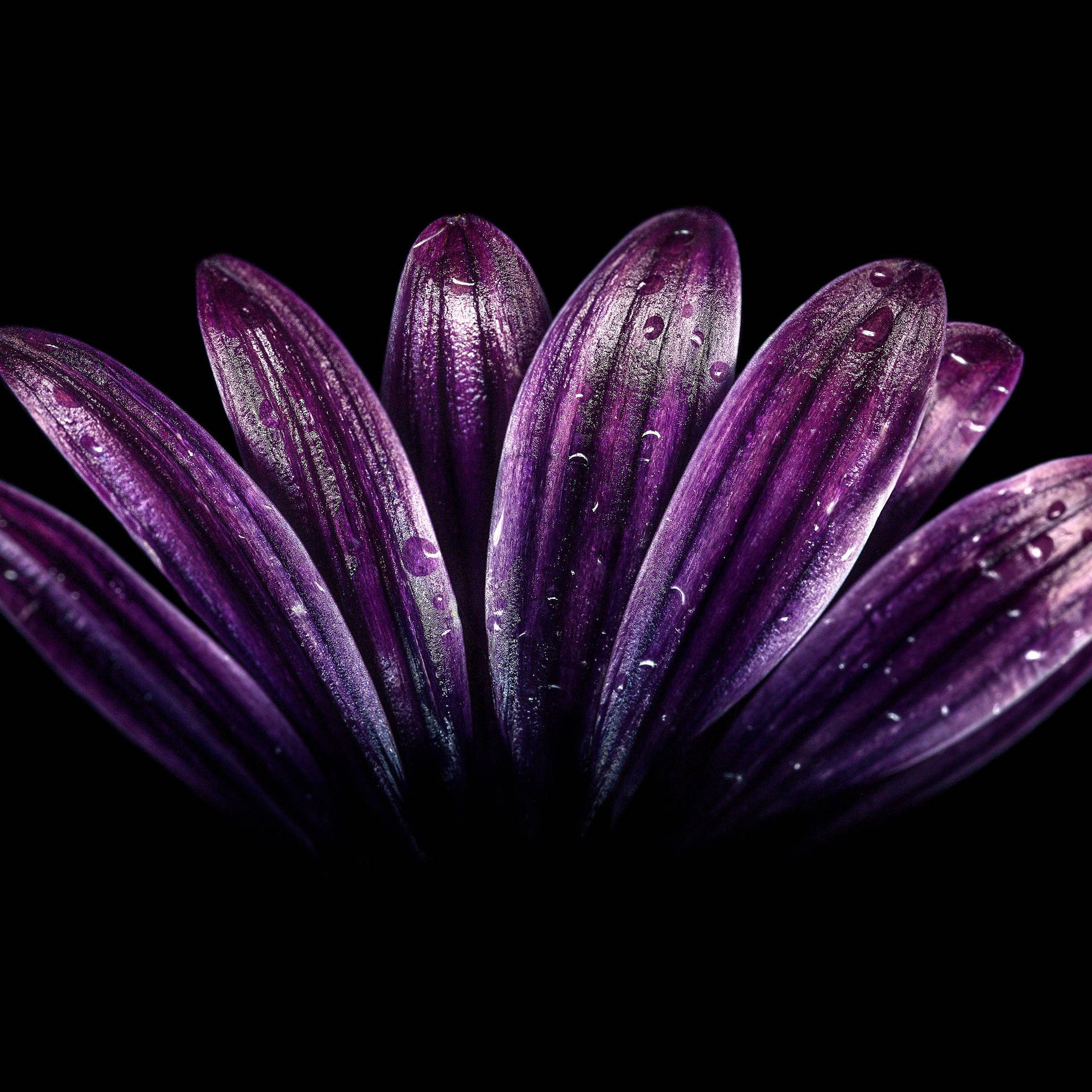 Purple Flower Close-up Of Petals Background