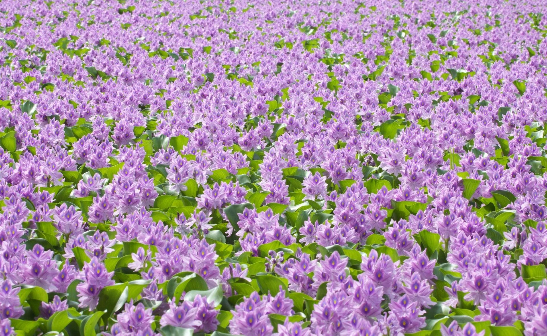Purple Flower Field Background