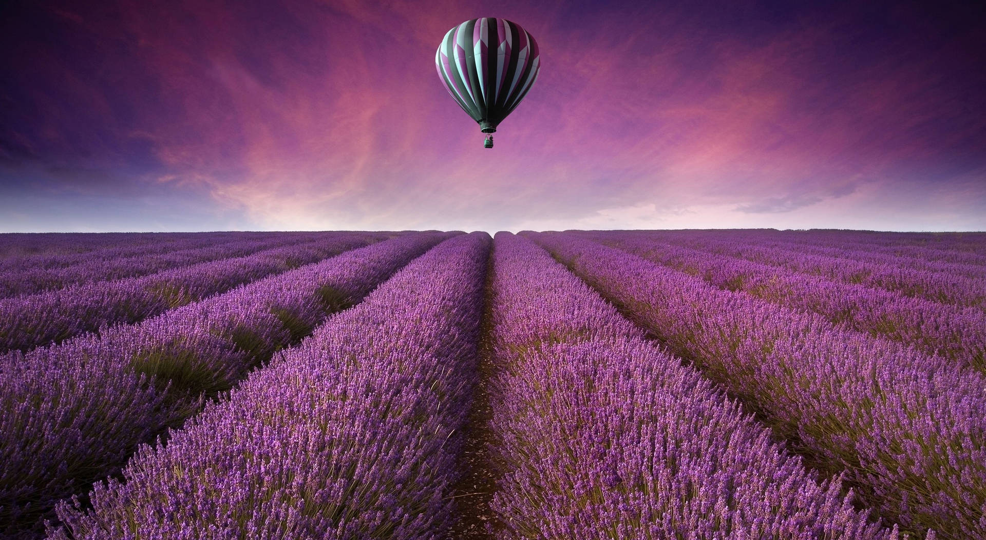 Purple Flower Field And Hot Air Balloon