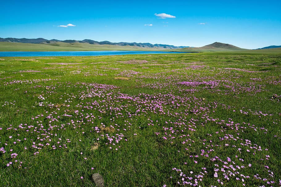 Purple Flower Field Of Mongolias Background