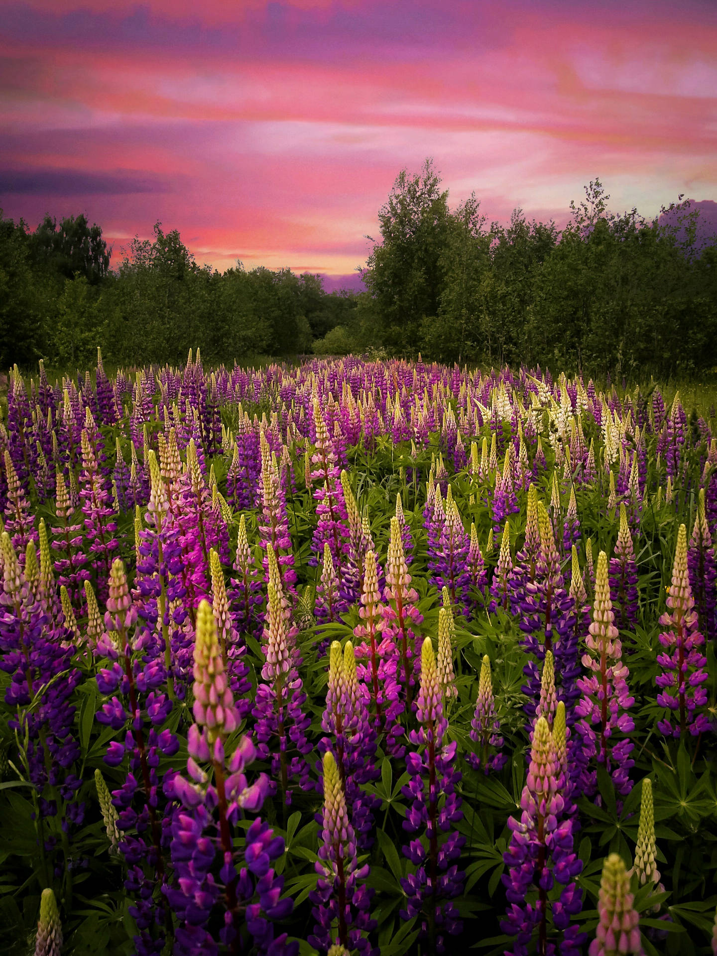 Purple Flower Field Picture Background