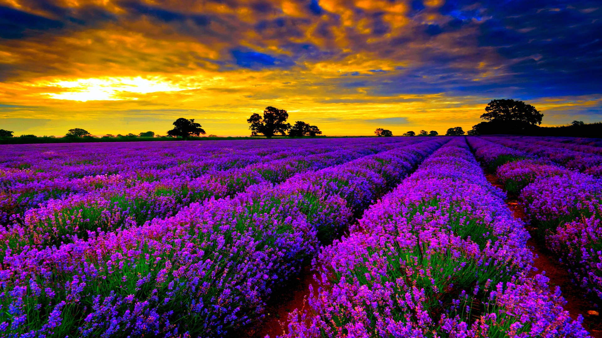 Purple Flower Fields At Sundown