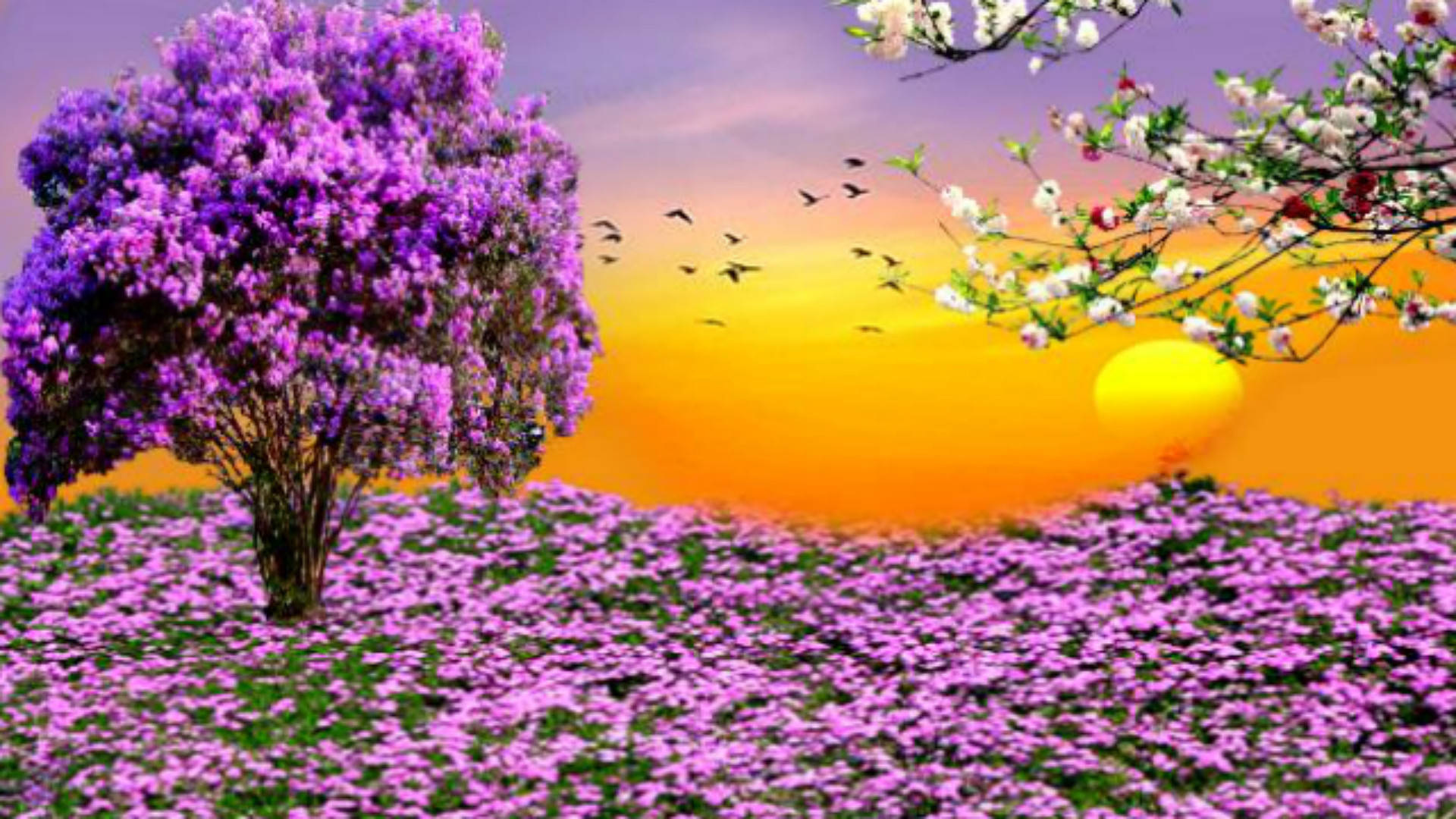 Purple Flower Garden During Sunset Background