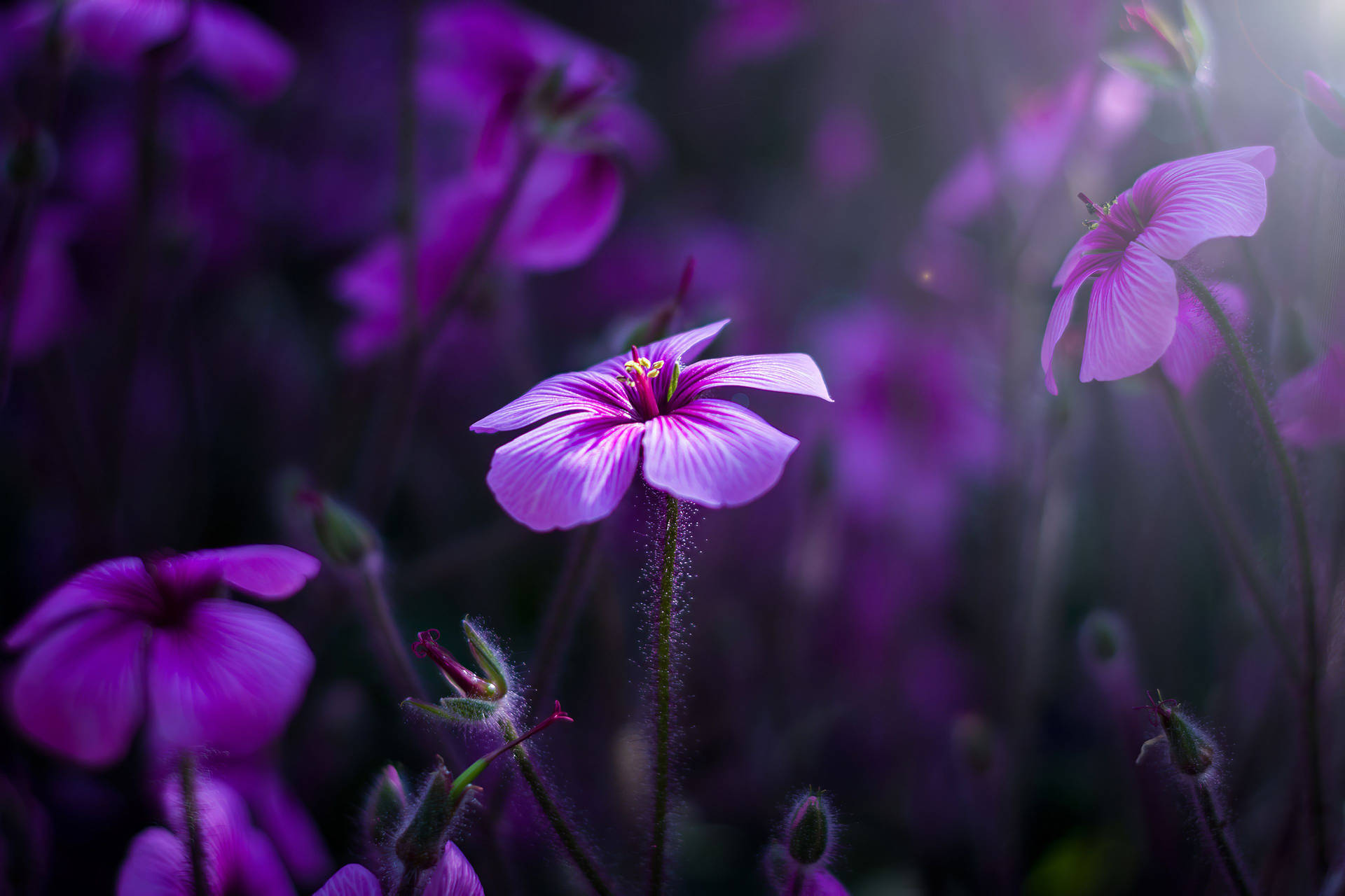 Purple Flower Getting Sunlight