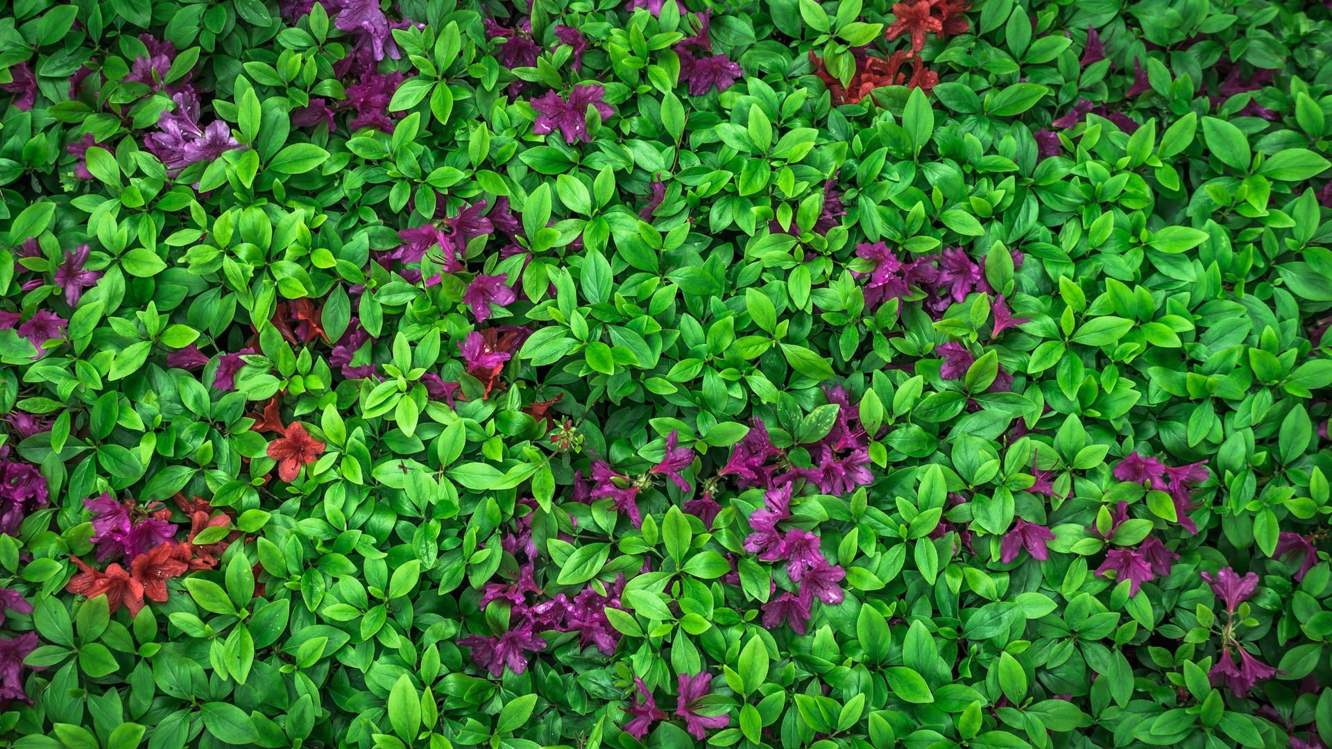 Purple Flower In Bush