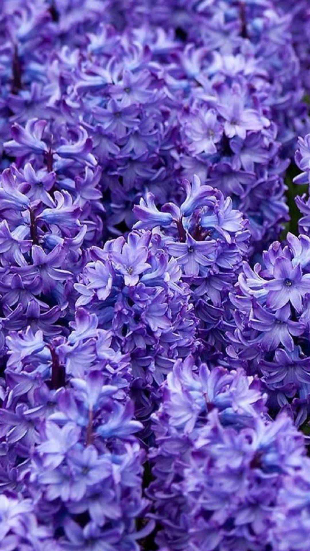 Purple Flower Iphone Background