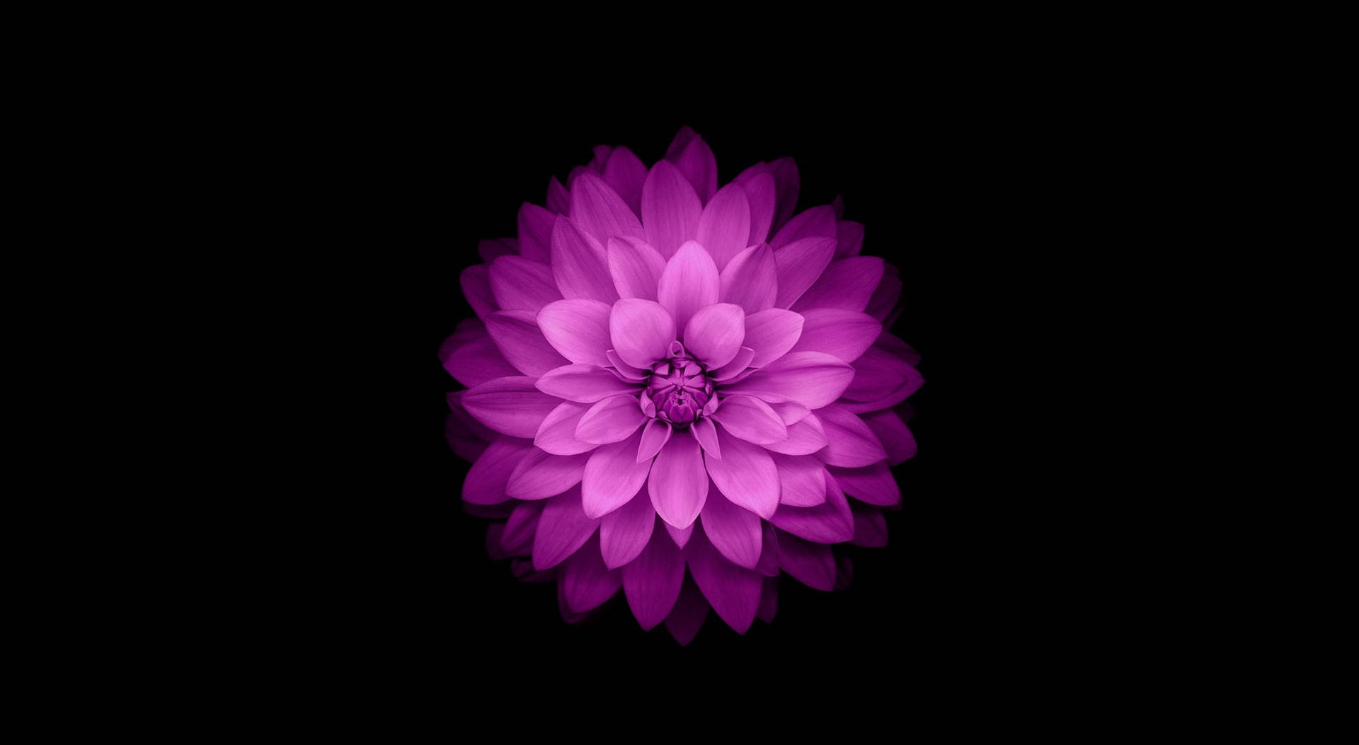 Purple Flower Macbook Air Background