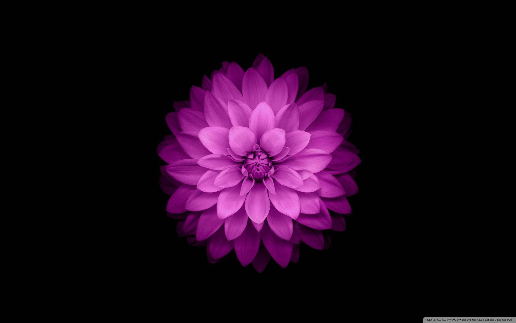 Purple Flower On Black Apple Background