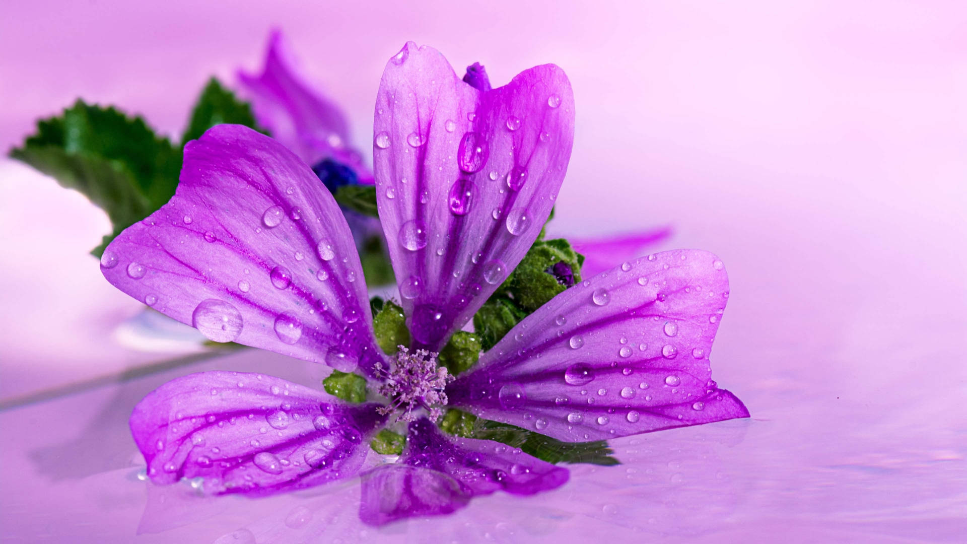 Purple Flower On Purple Surface Background