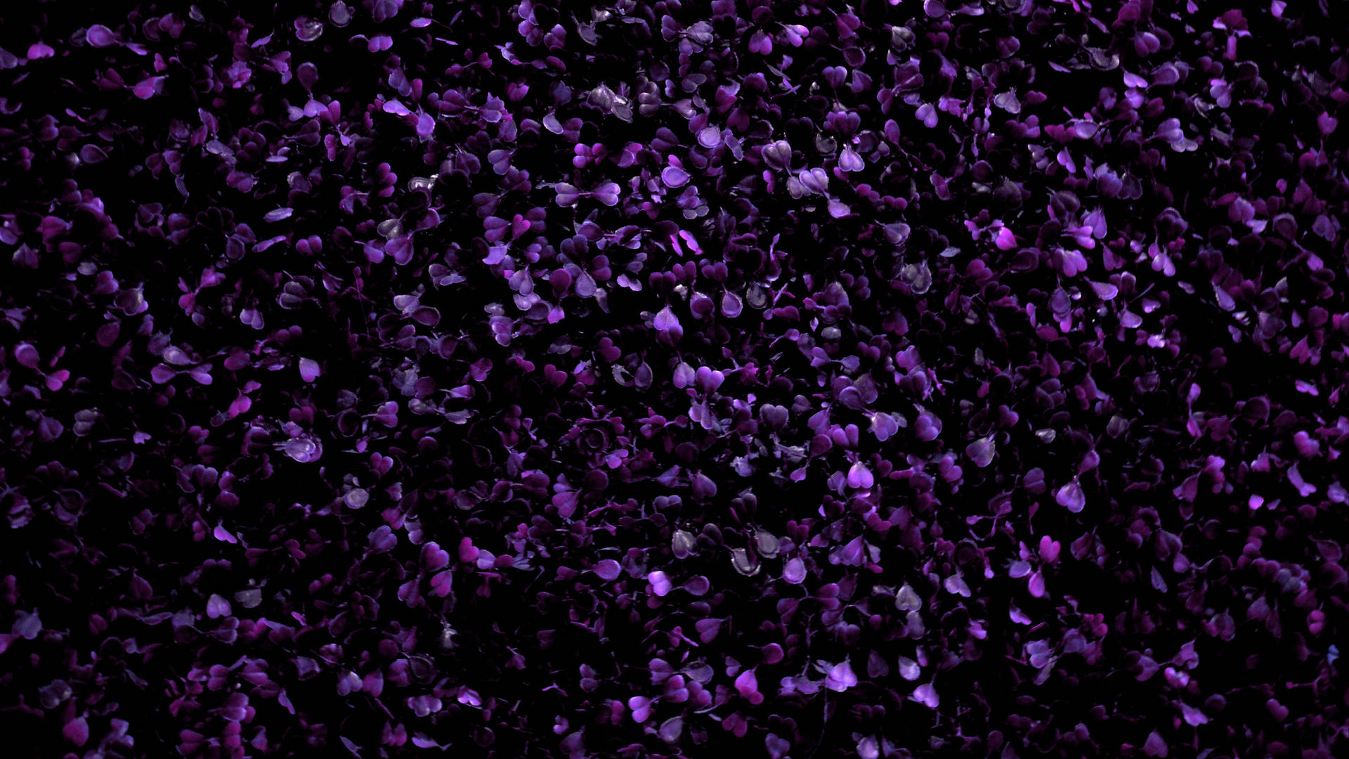 Purple Flower Petals