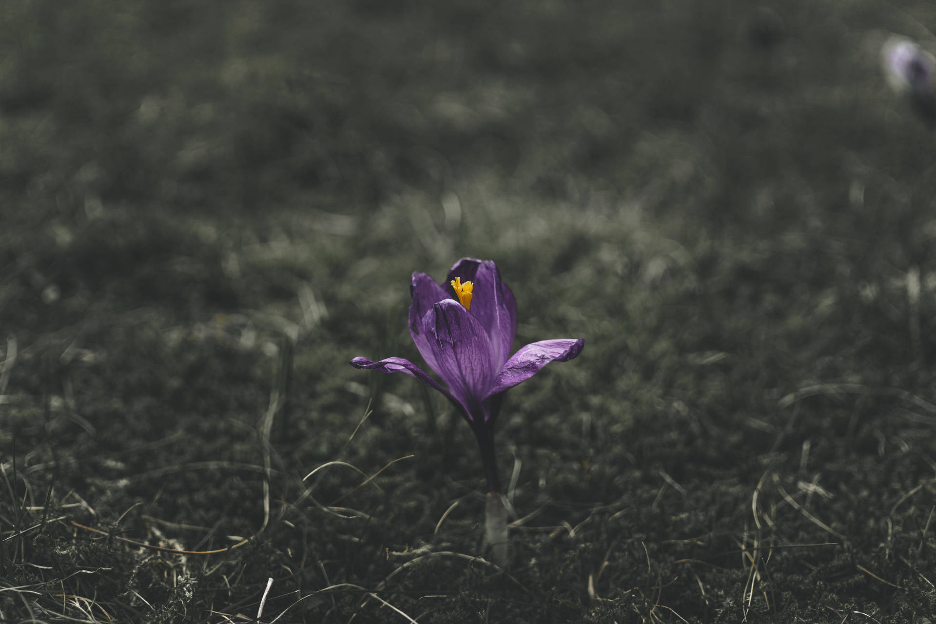 Purple Flower Sprout On Ground Background