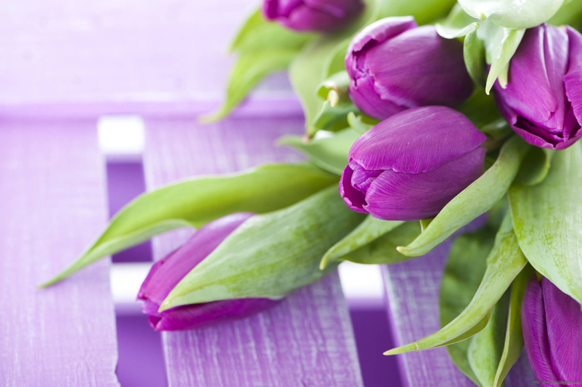 Purple Flower Tulips With Leaves Background