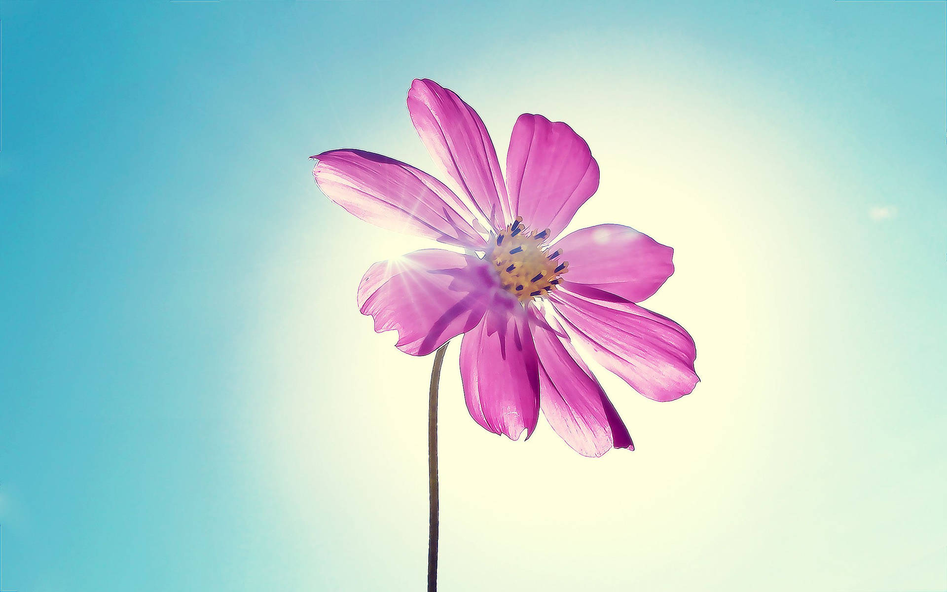 Purple Flower Under Spotlight