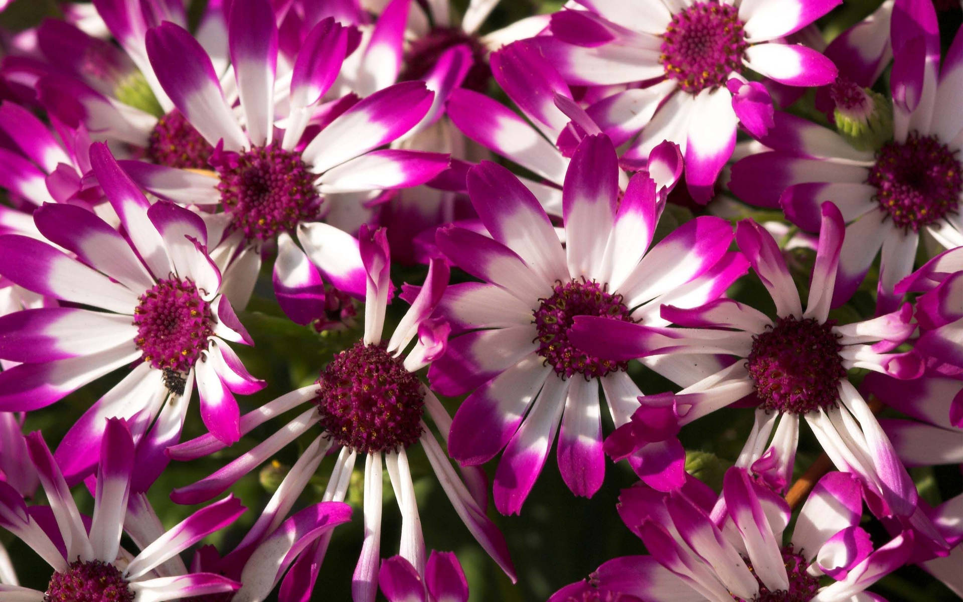 Purple Flower With White Centered Petals