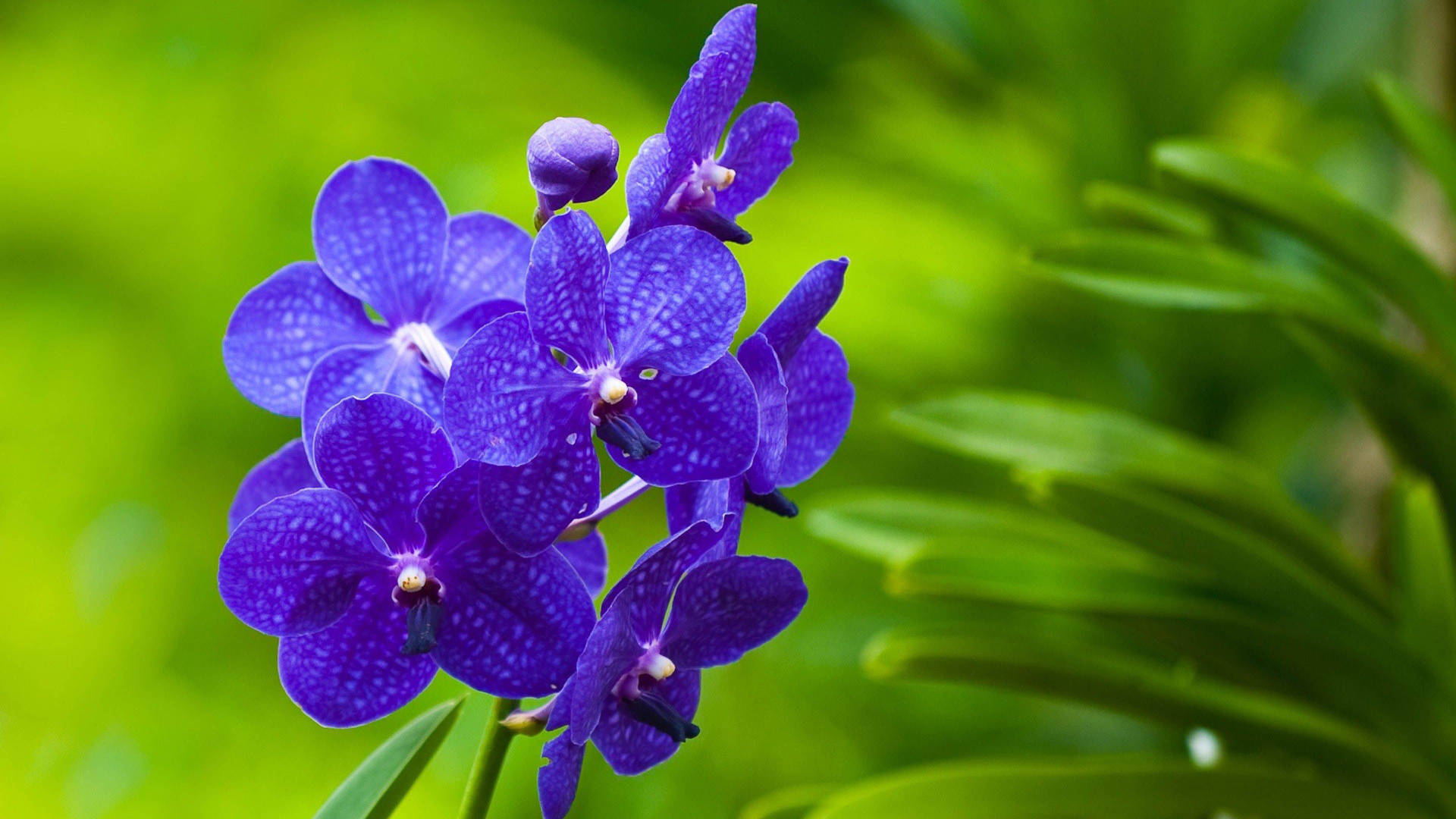 Purple Flower With White Spots Background