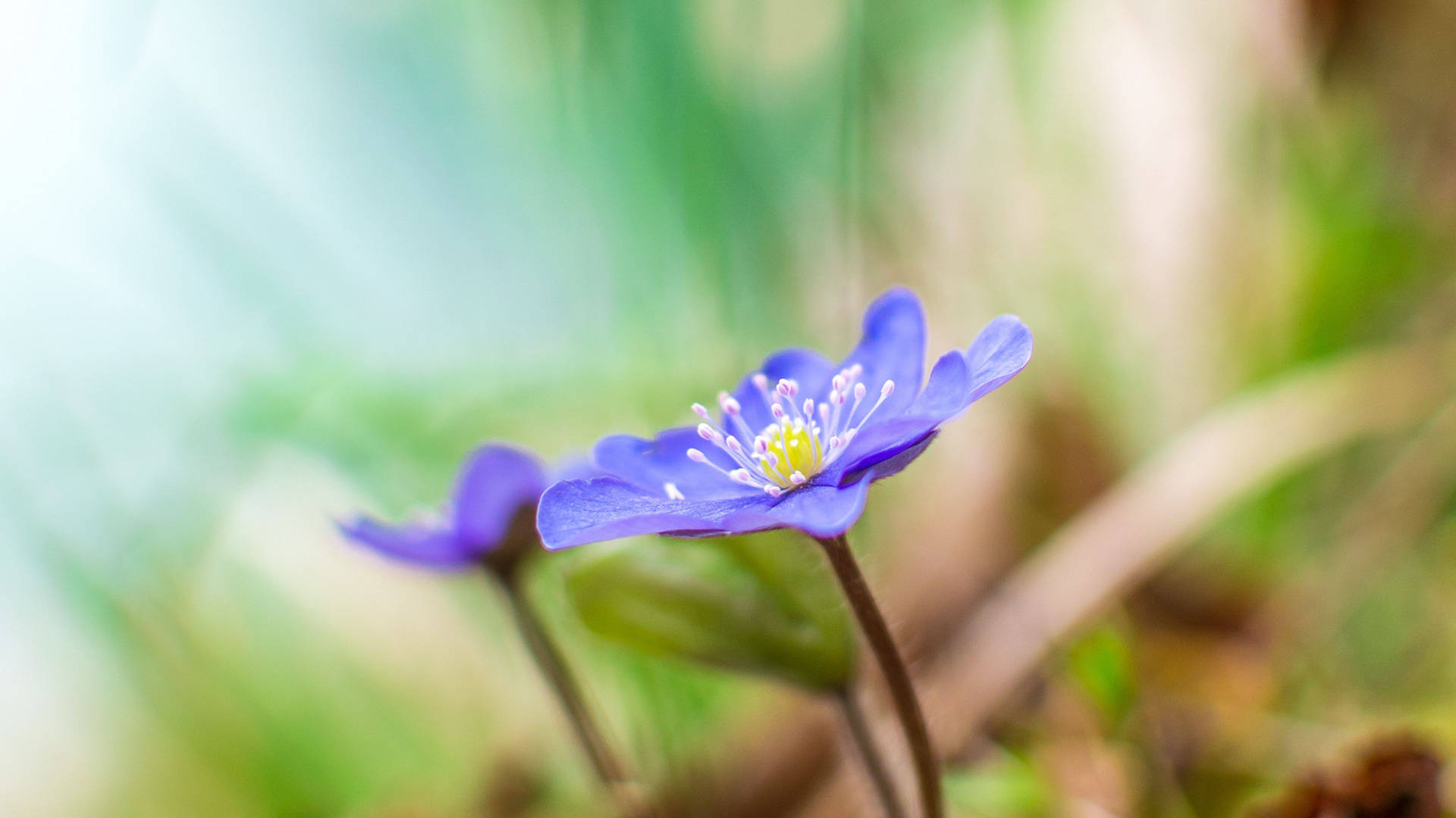 Purple Flower With Yellow Core Background