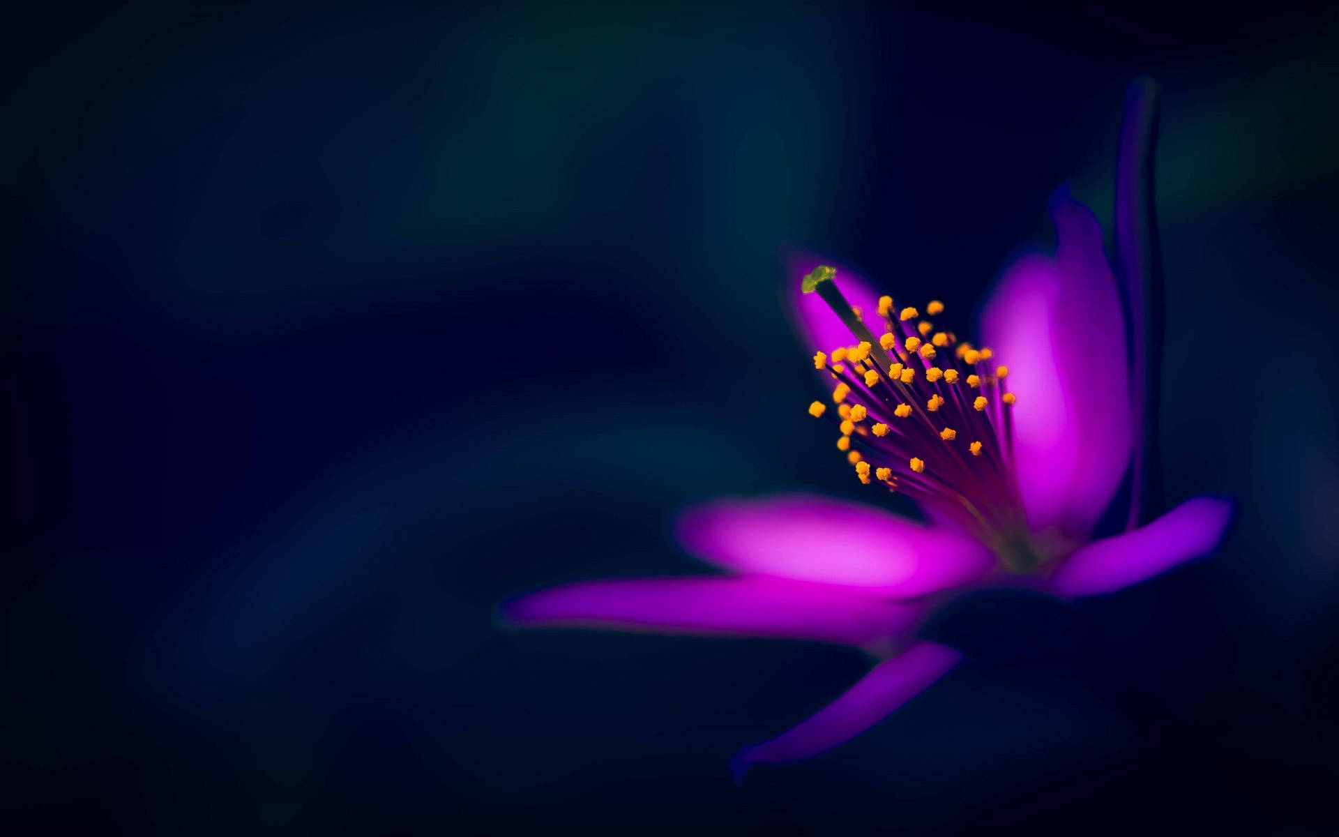 Purple Flower With Yellow-tipped Pistils Background