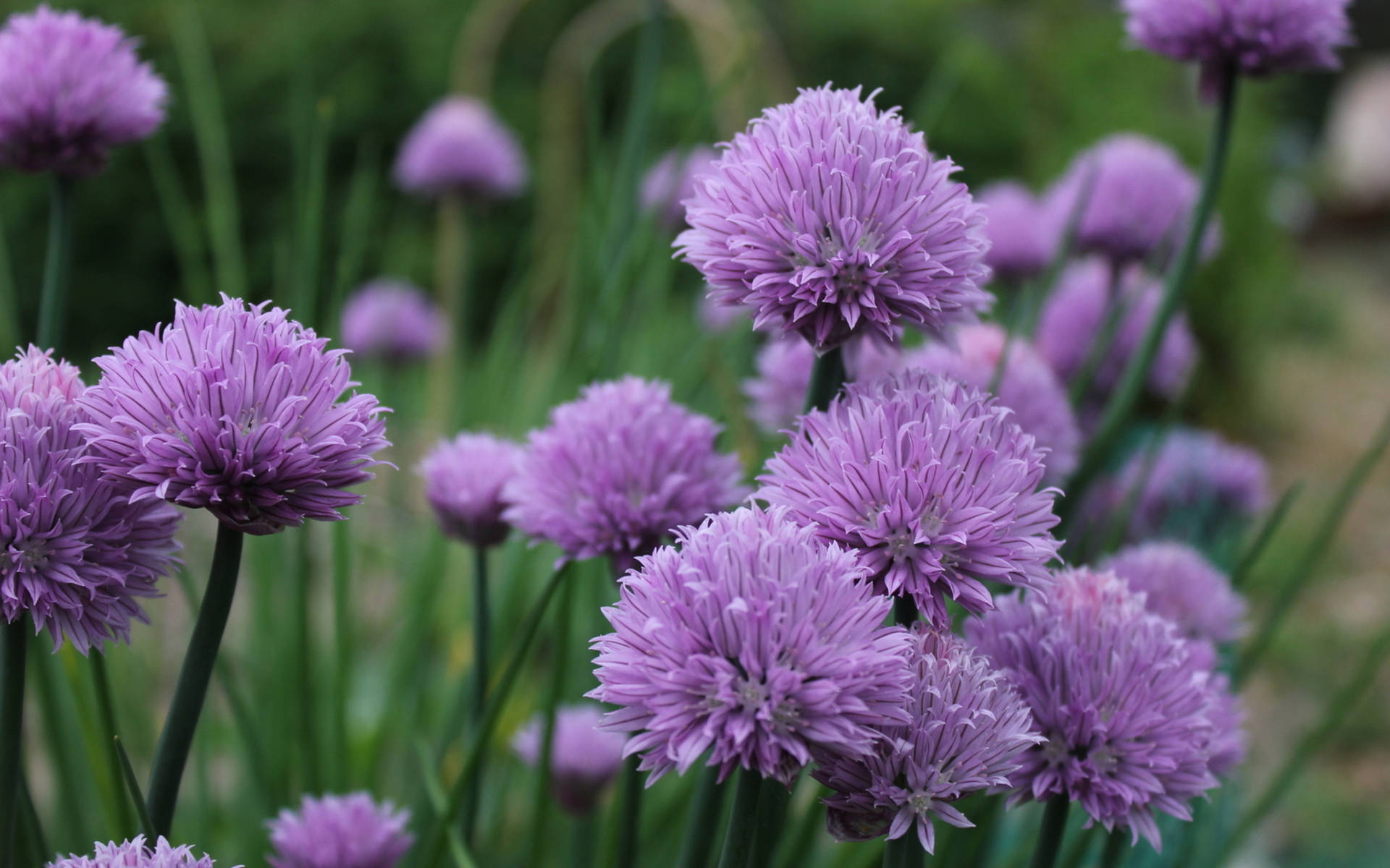 Purple Flower Within The Garden Desktop