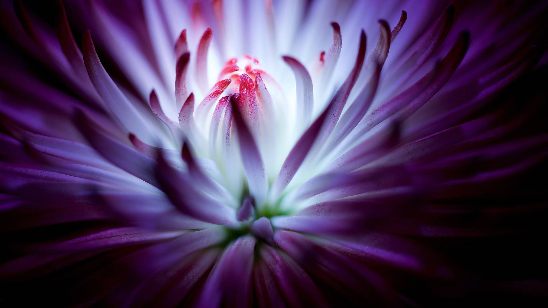 Purple Flowers Great Macro Shot Background