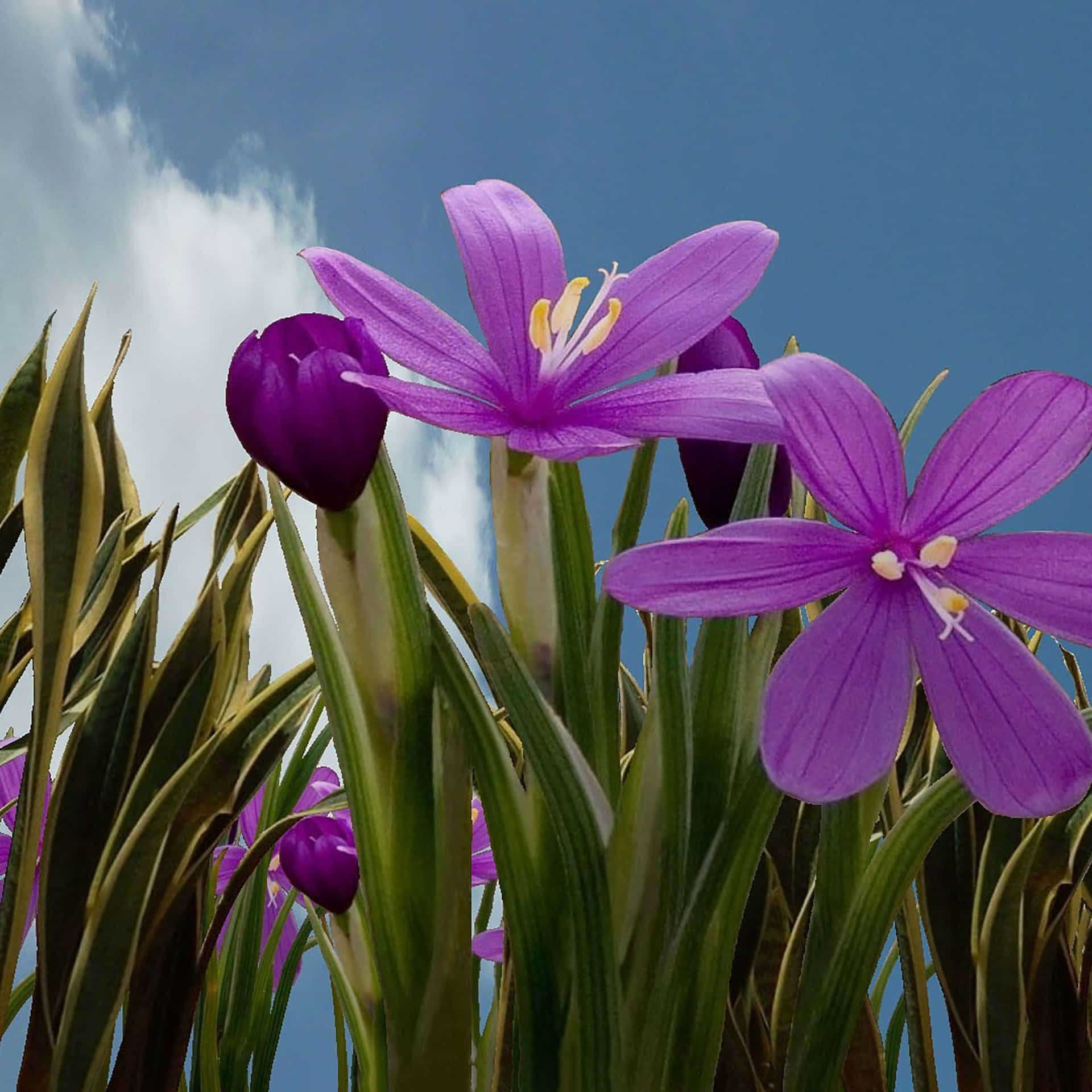 Purple Flowers In A Field Background