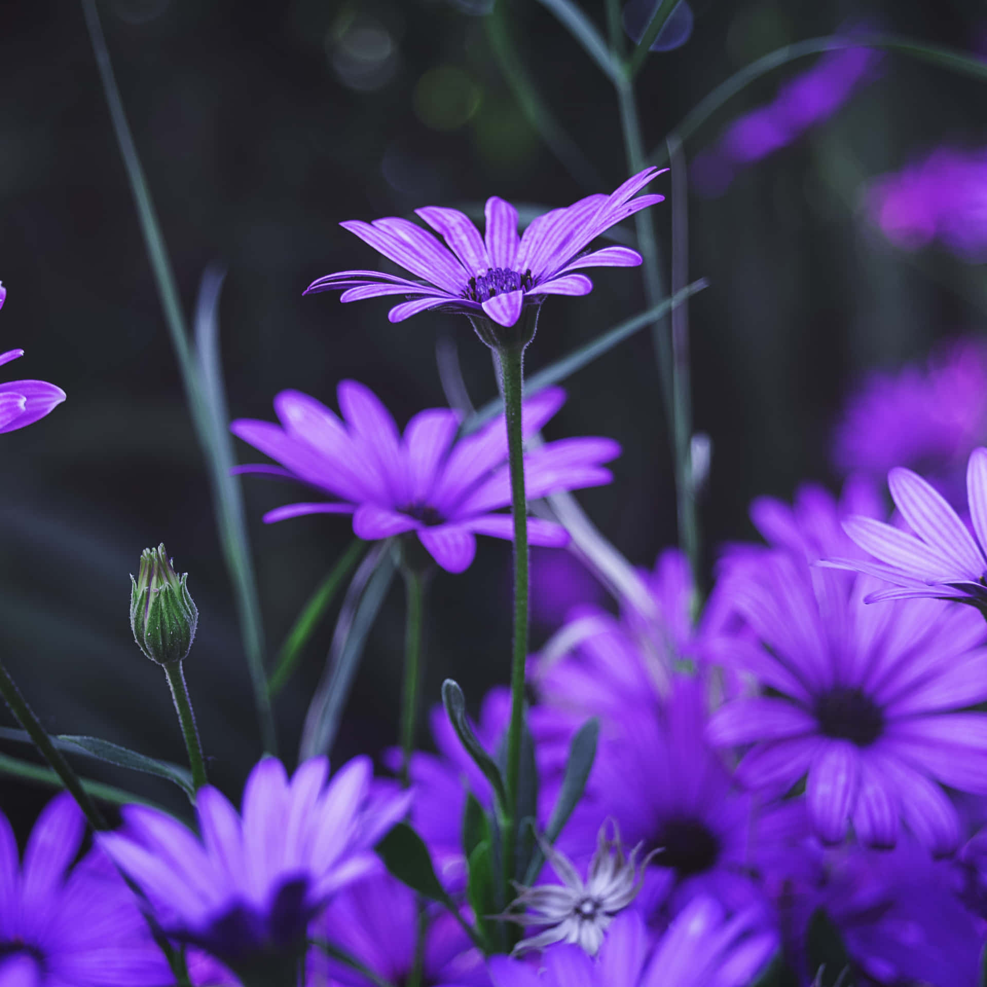 Purple Flowers In A Field Background