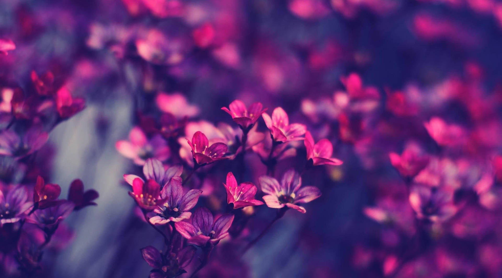 Purple Flowers In A Field With A Purple Background Background