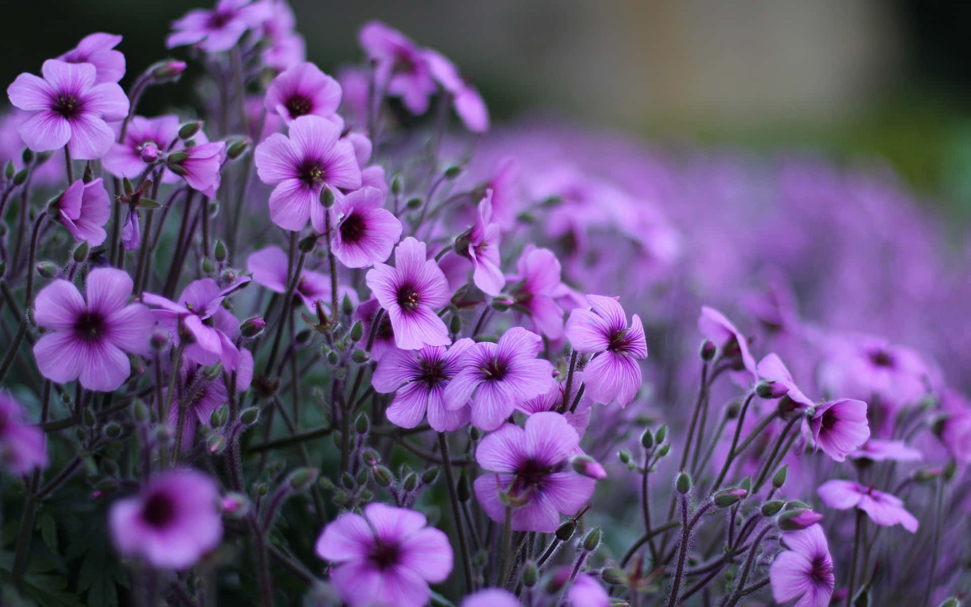 Purple Flowers In A Garden With Dark Background Background