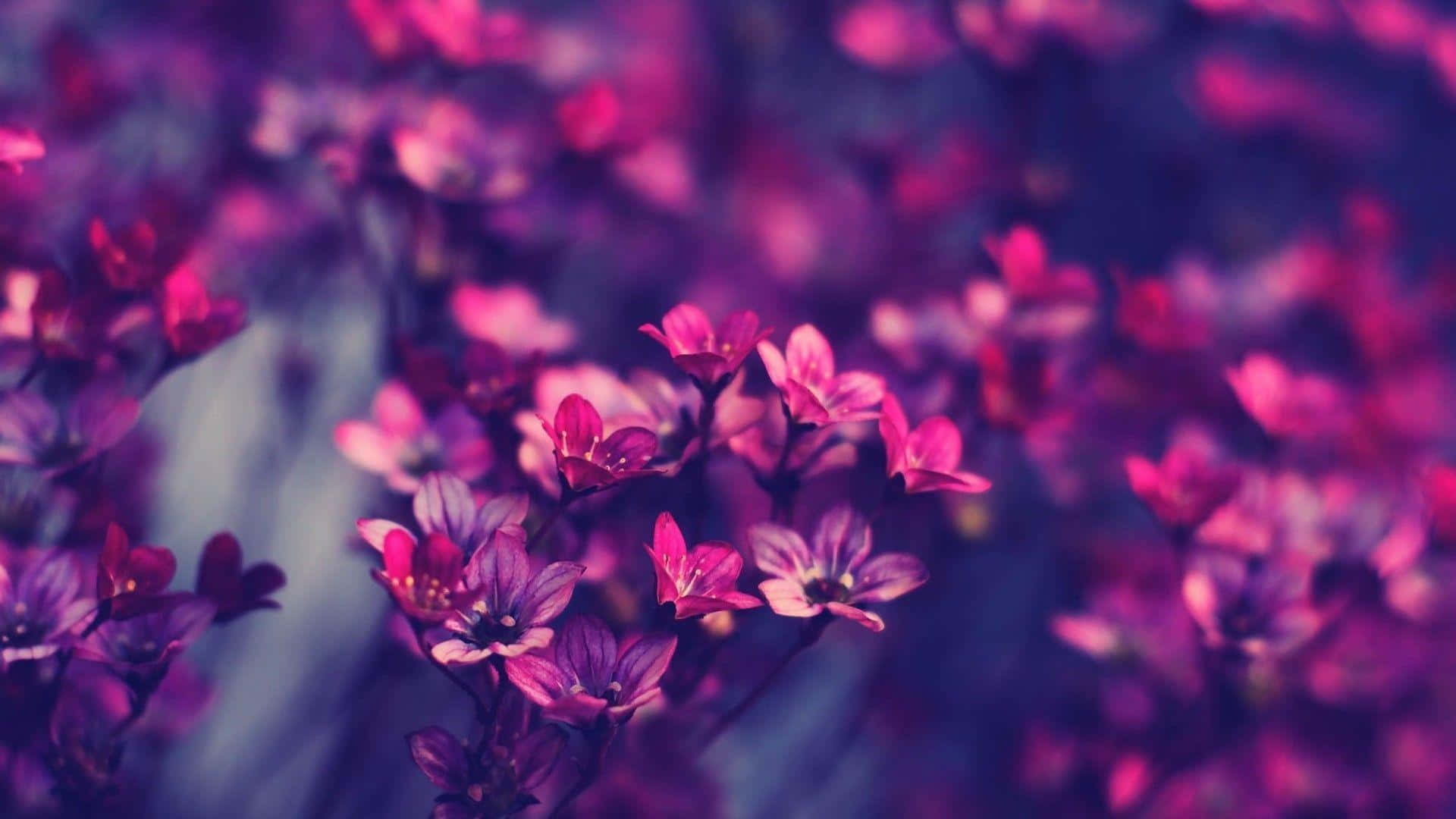 Purple Flowers In A Purple Background Background