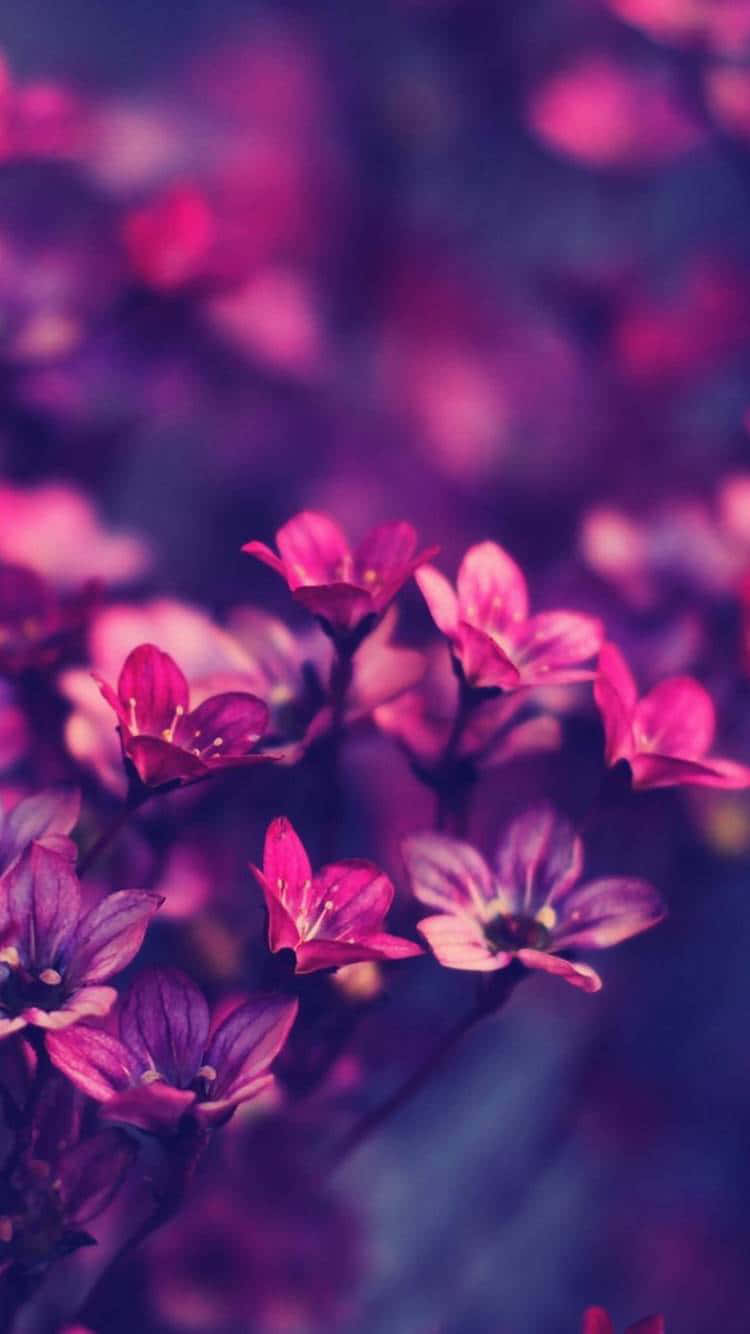 Purple Flowers In The Background Of A Purple Background Background