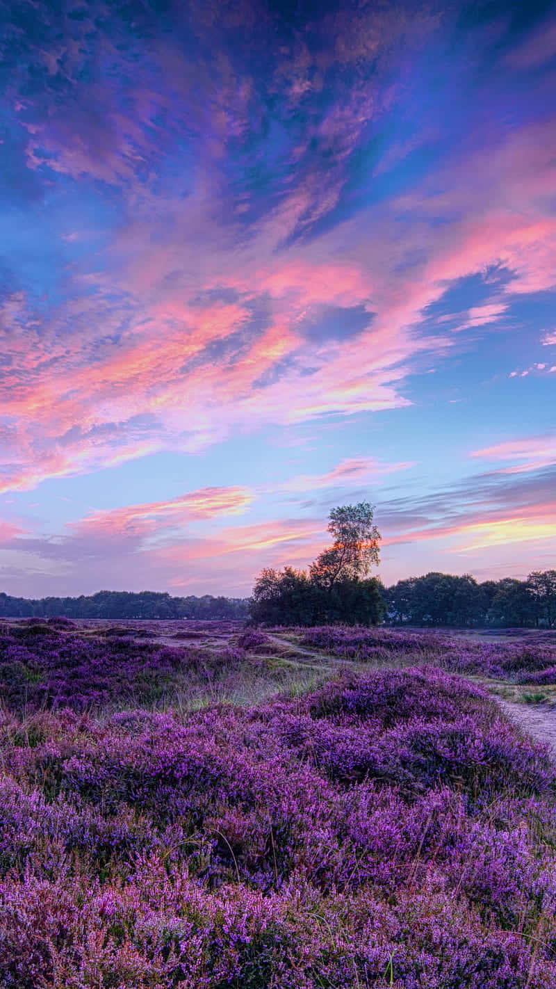 Purple Flowers In The Field At Sunset