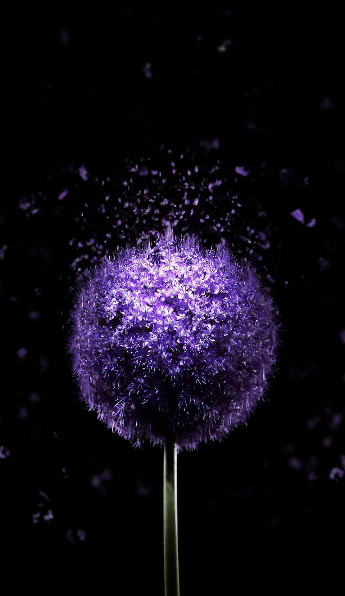 Purple Flowers Iphone X Amoled Background