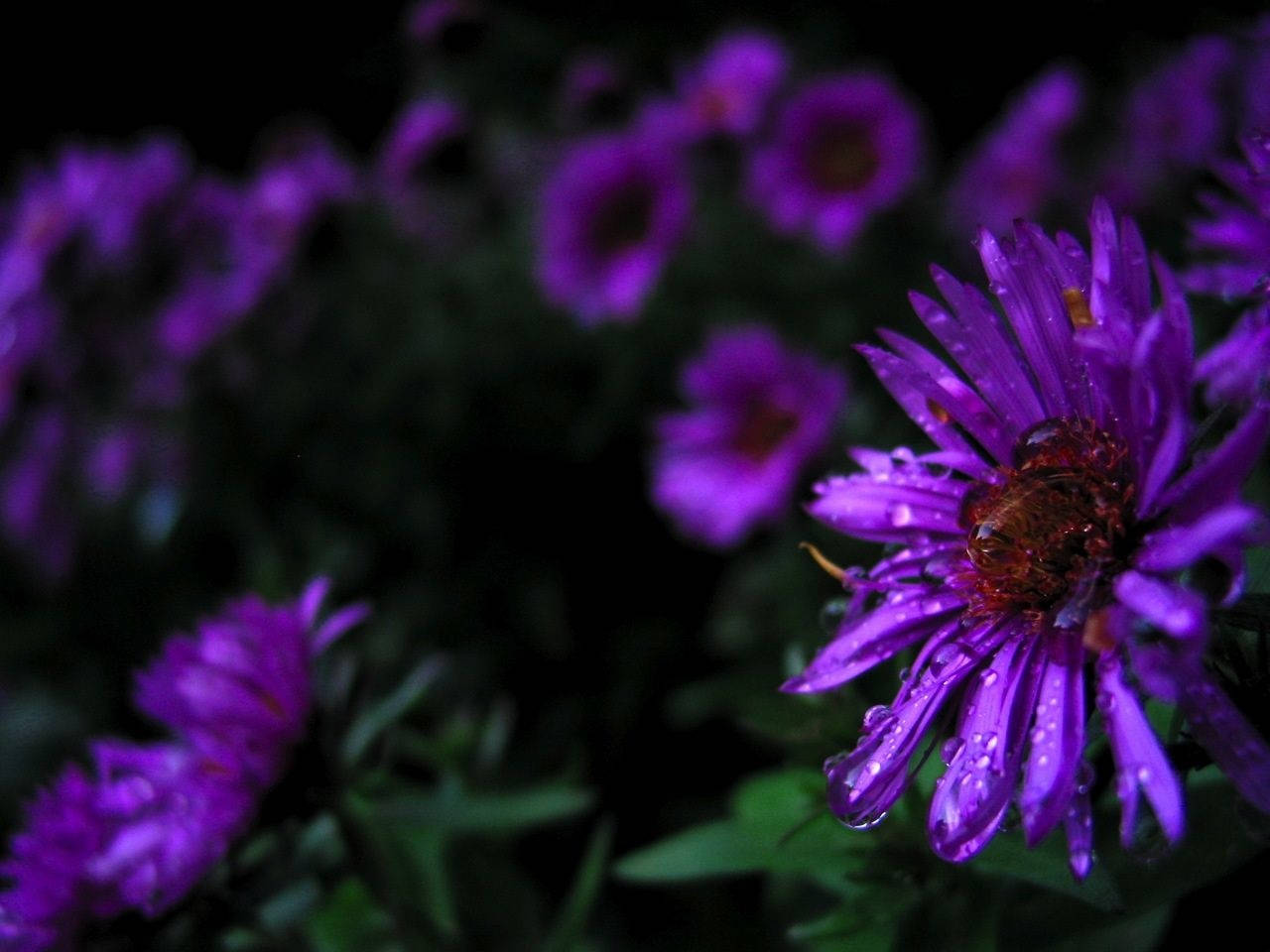 Purple Flowers Leaves And Stems