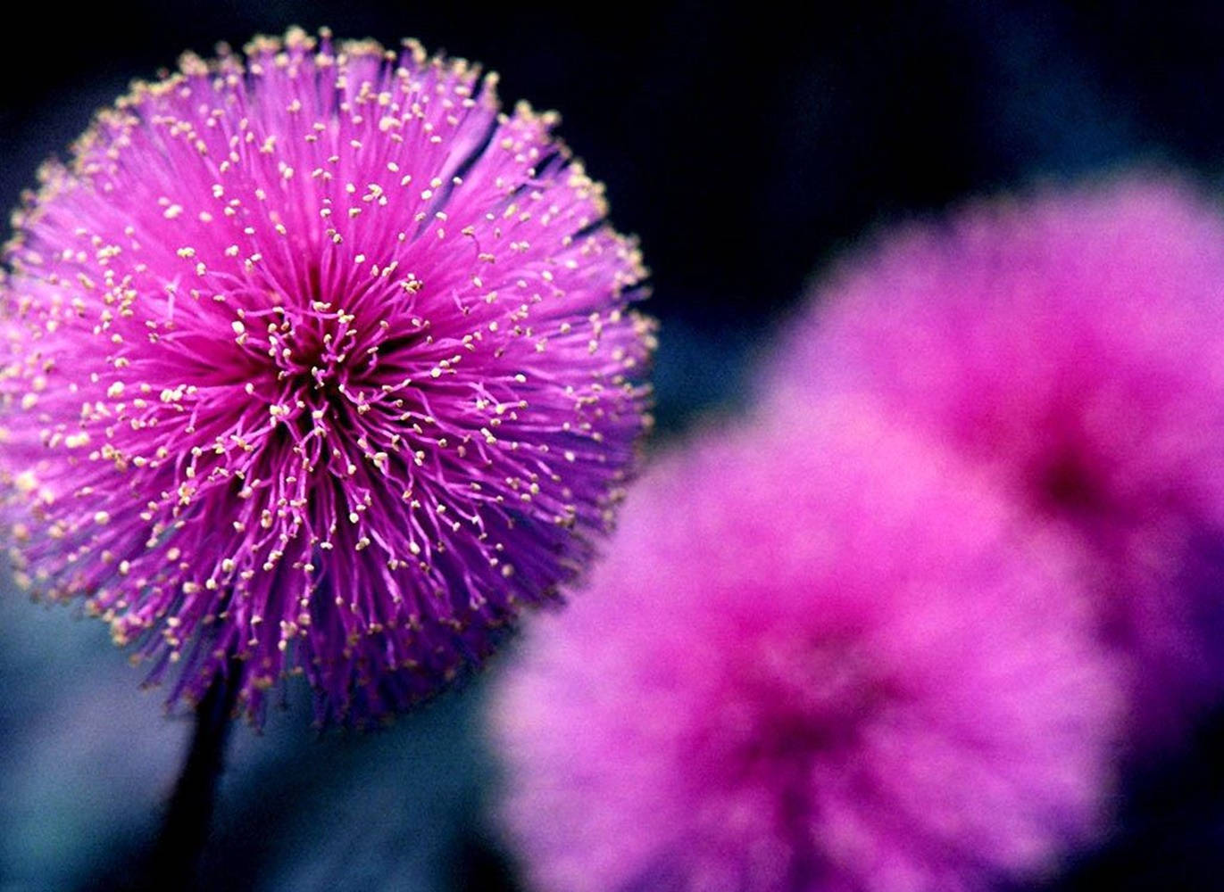 Purple Flowers Nutall’s Sensitive Briar Selective Focus