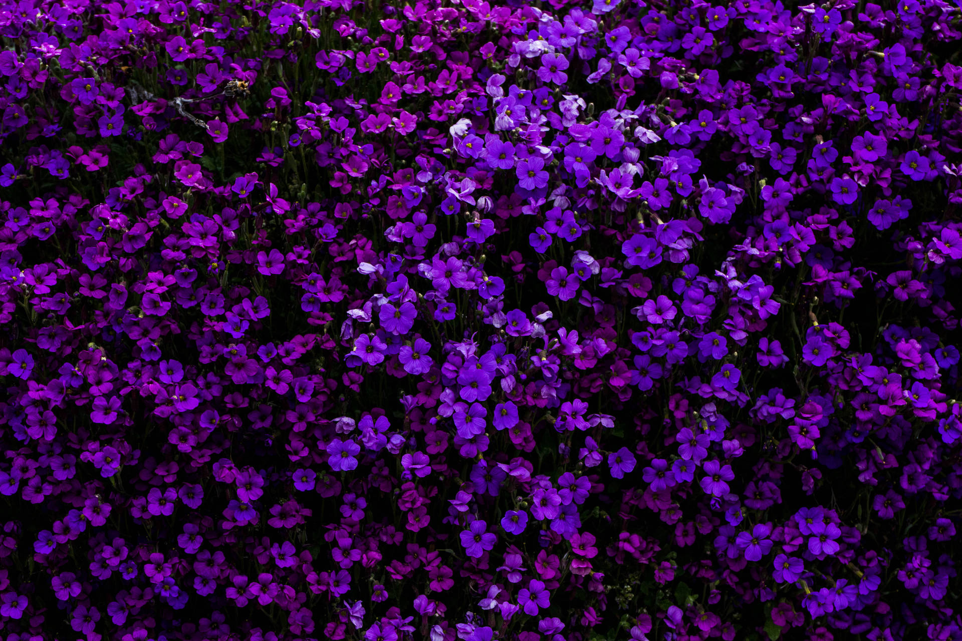 Purple Flowers On A Bush Background