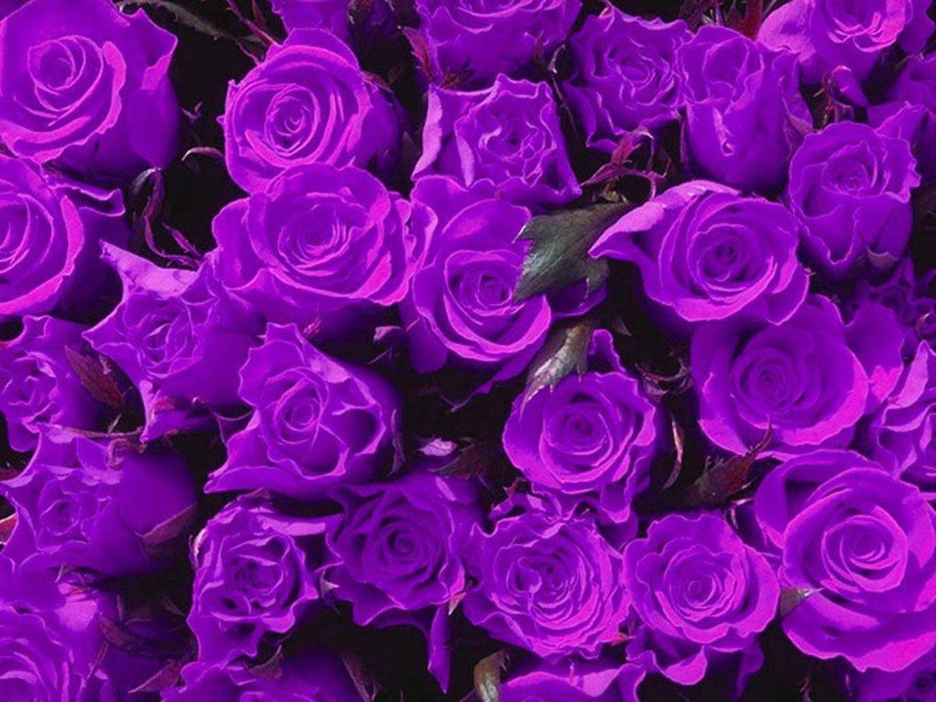 Purple Flowers Roses Close Up Shot