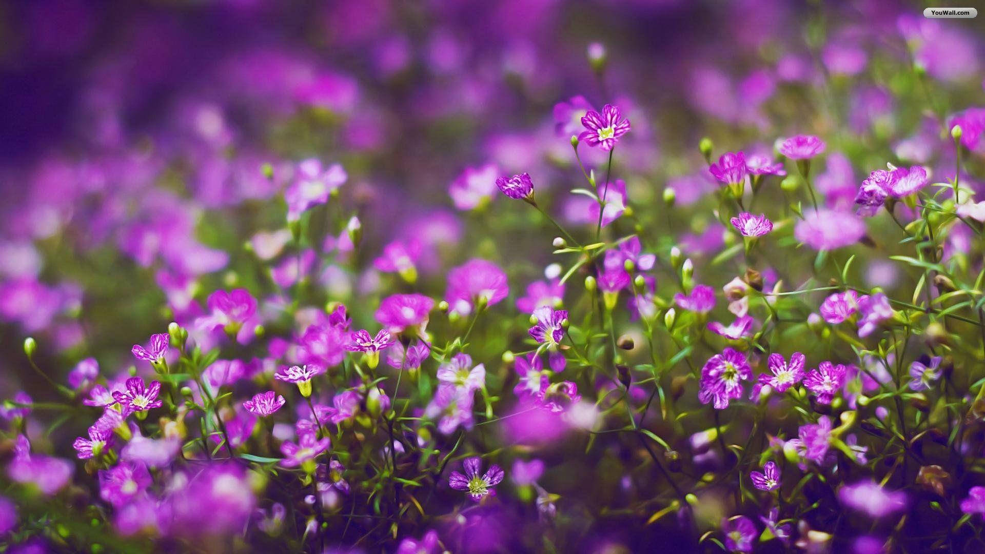 Purple Flowers Under Natural Light Background