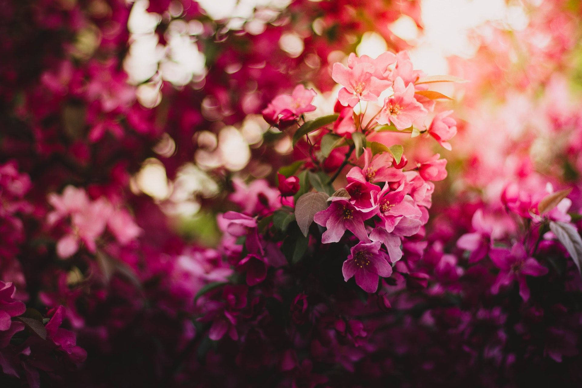 Purple Flowers Under The Sun Background