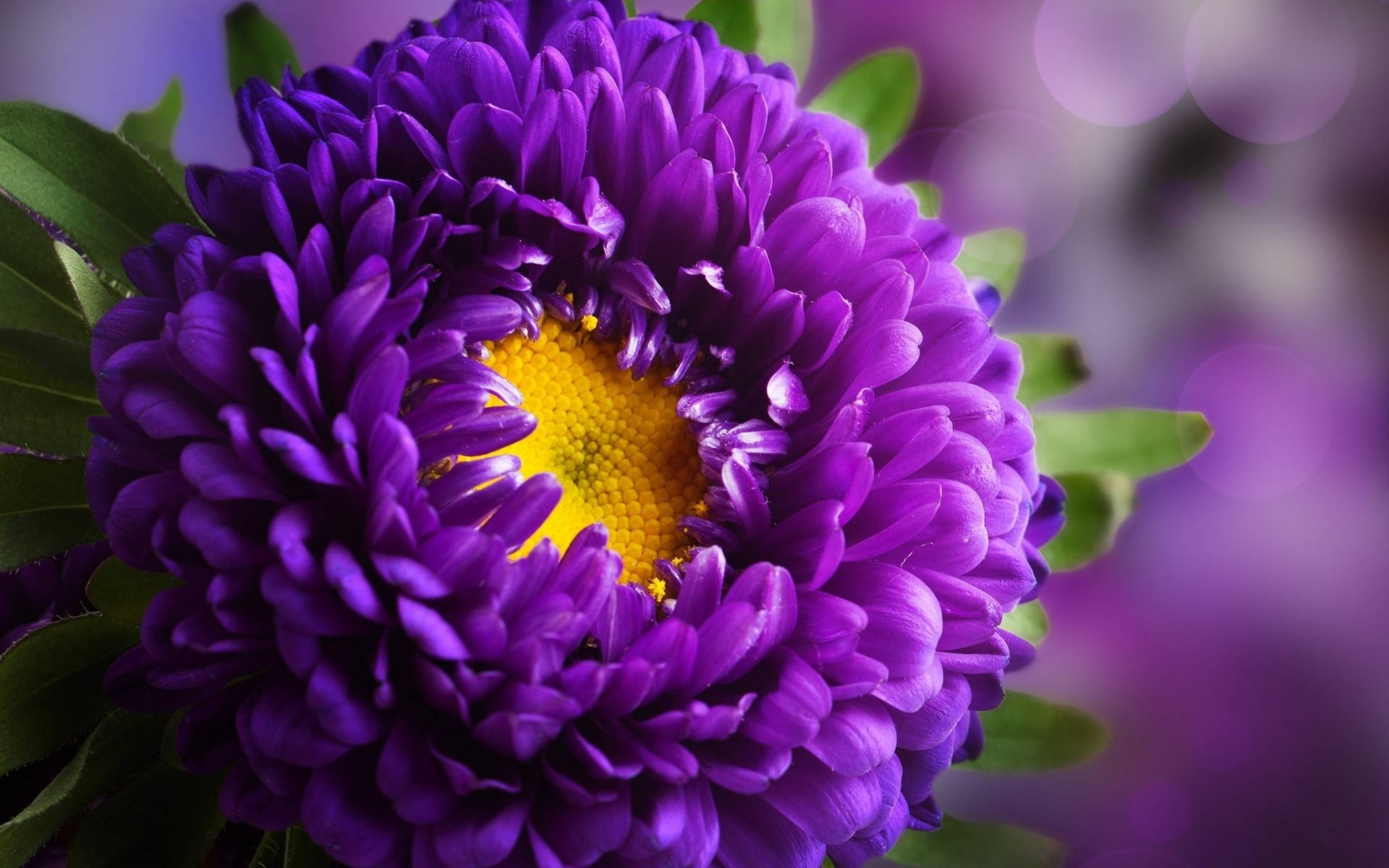 Purple Flowers Wallpapers Hd