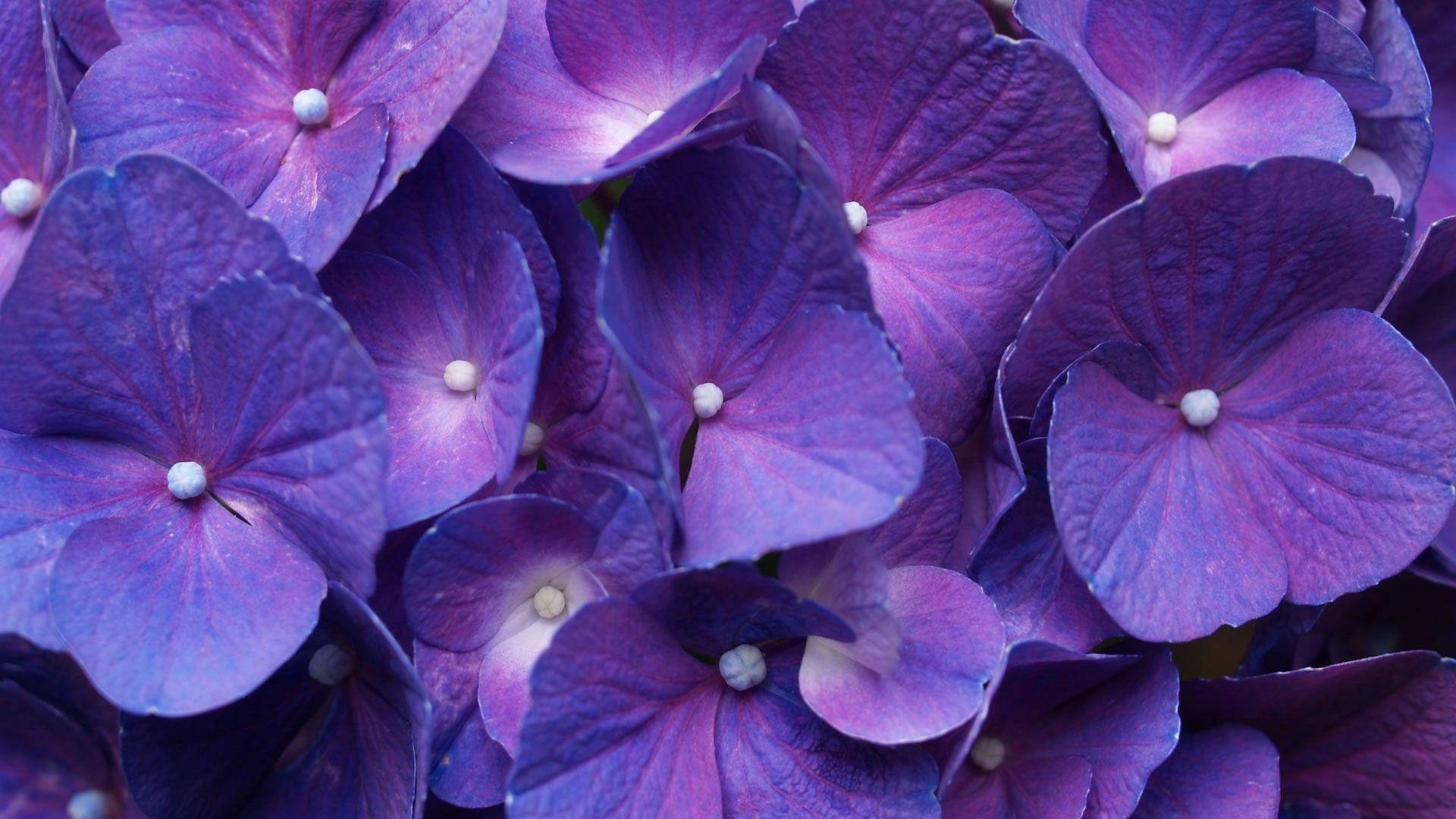 Purple French Hydrangea Flower Laptop Background