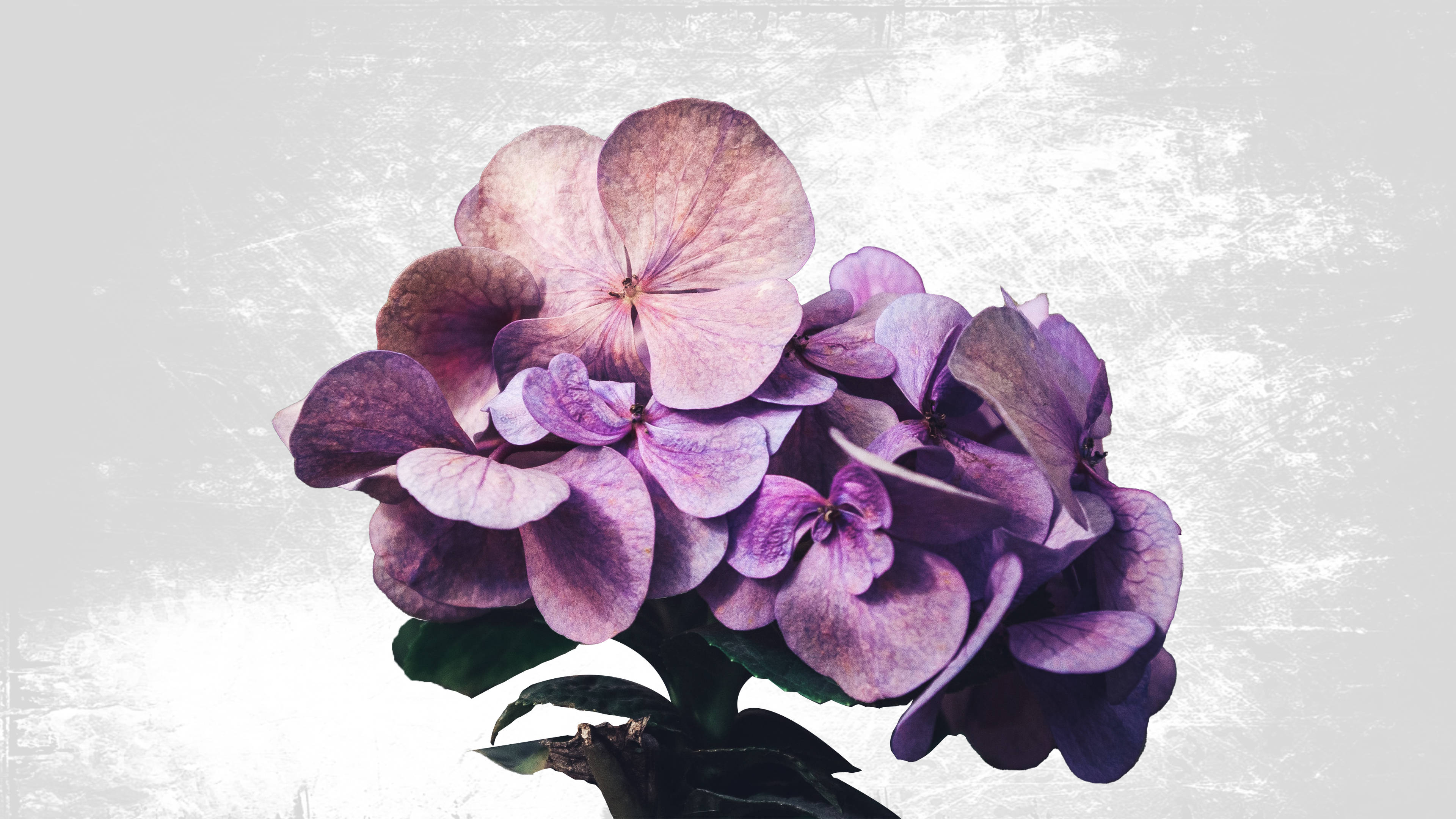 Purple French Hydrangea Minimalist Plant