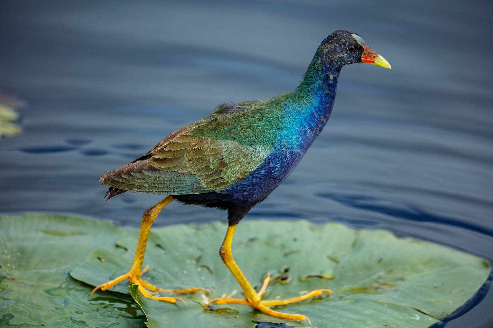 Purple Gallinule Everglades National Park Background