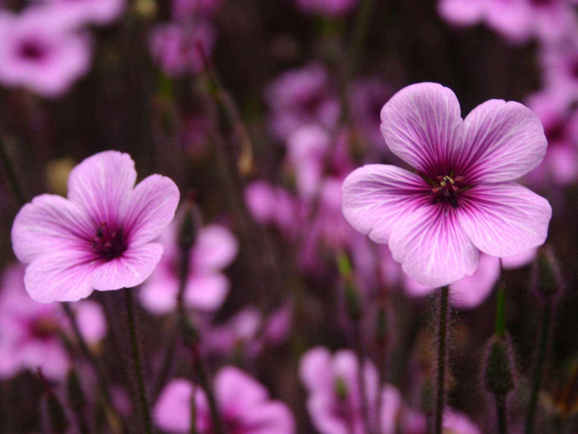 Purple Giant Herb Robert Flower Laptop Background