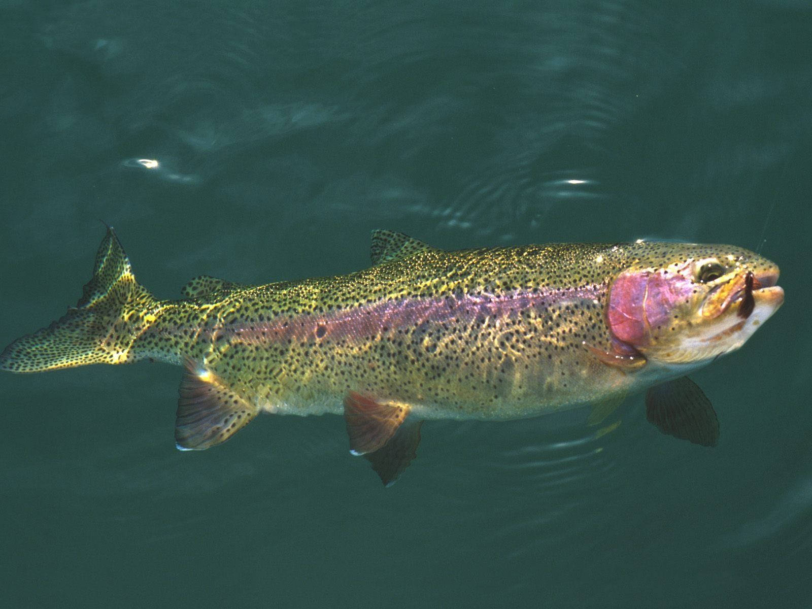 Purple Green Trout