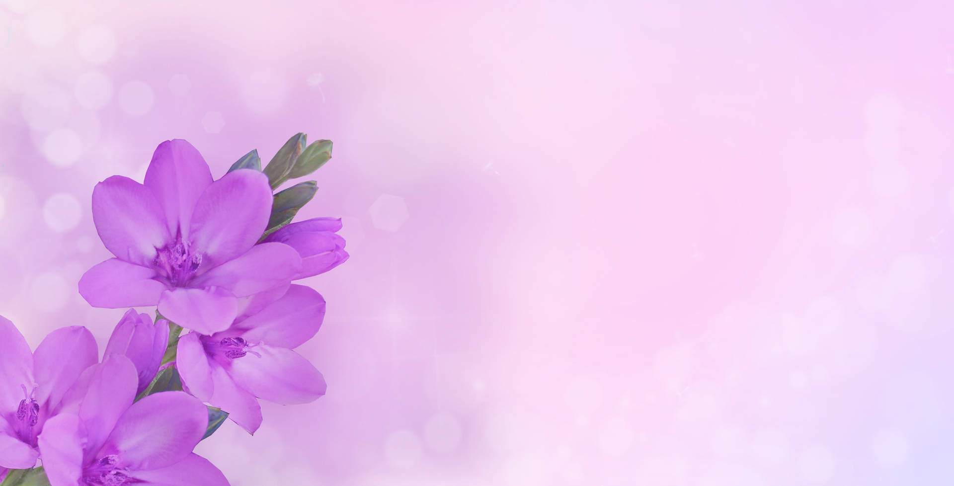 Purple Happy Birthday Flowers Background