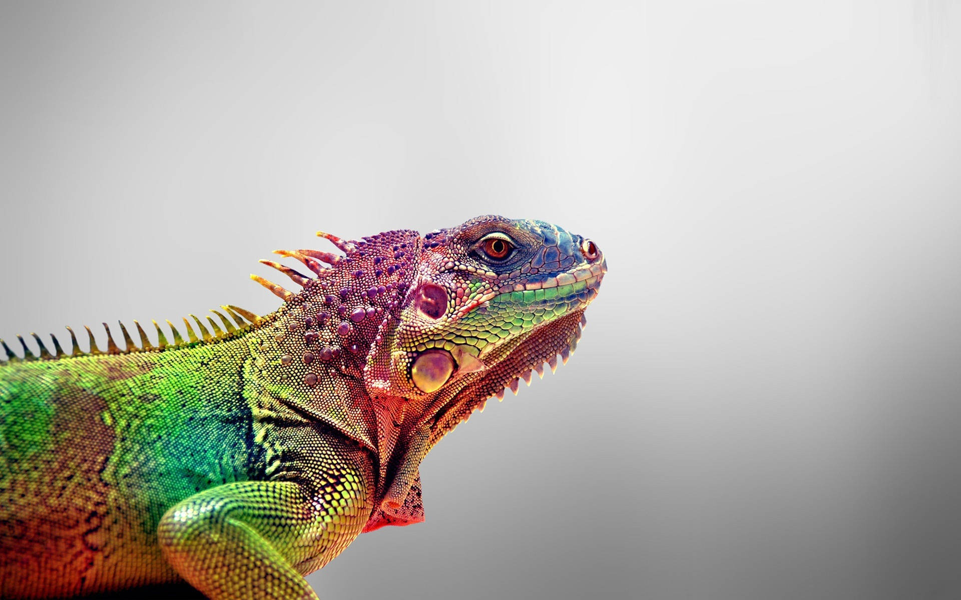 Purple Head Green Iguana