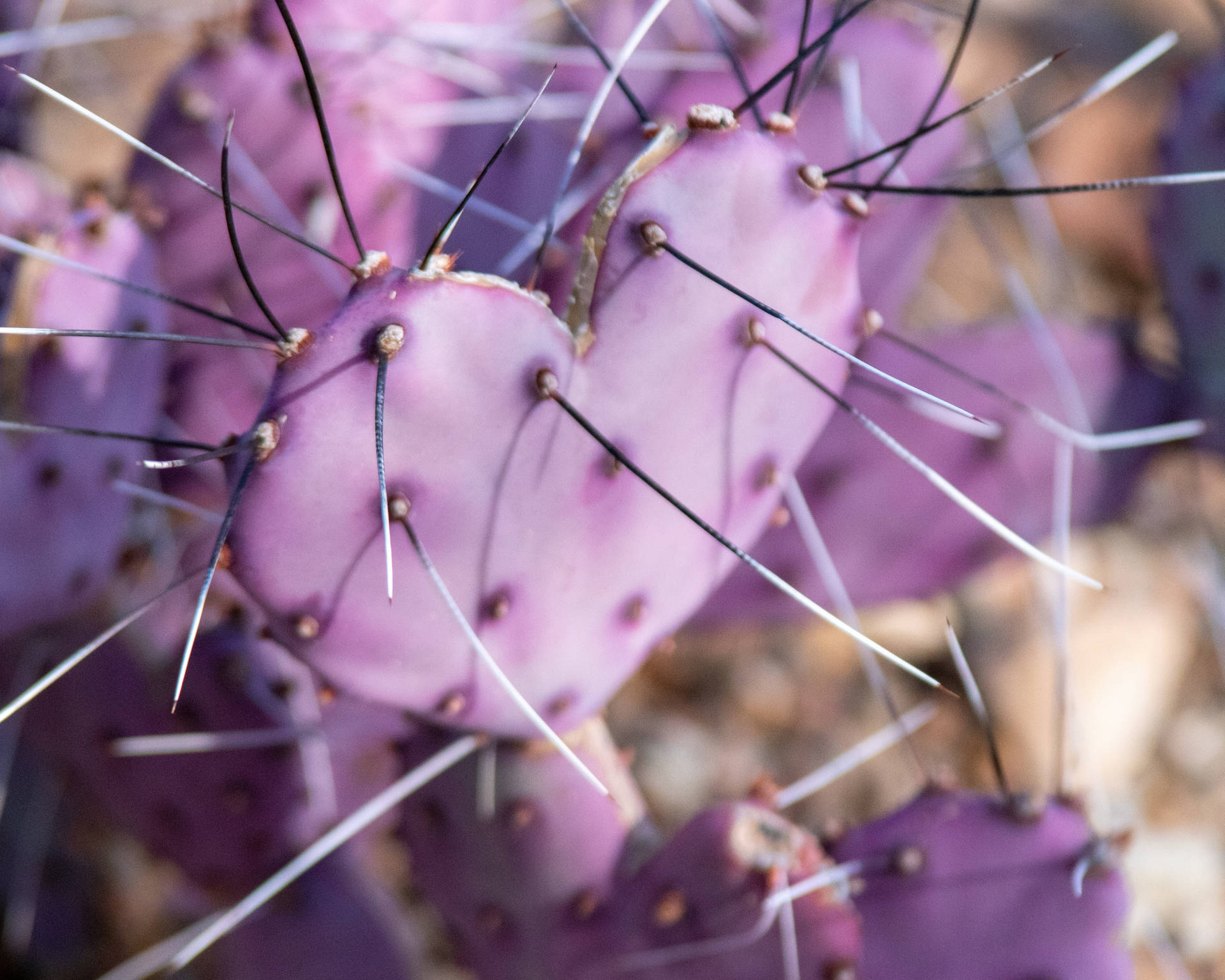 Purple Heart Cookies And Spines Background